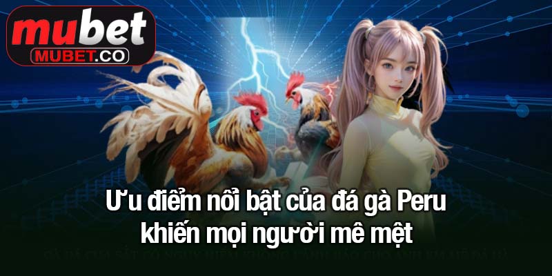 Đá gà Peru - Trận đấu kịch tính thu hút triệu kê thủ Mubet 2 Ưu điểm nổi bật của đá gà Peru khiến mọi người mê mệt
