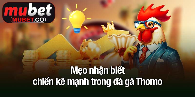 Đá gà Thomo - Đam mê, kịch tính và phần thưởng cực khủng 3 Mẹo nhận biết chiến kê mạnh trong đá gà Thomo