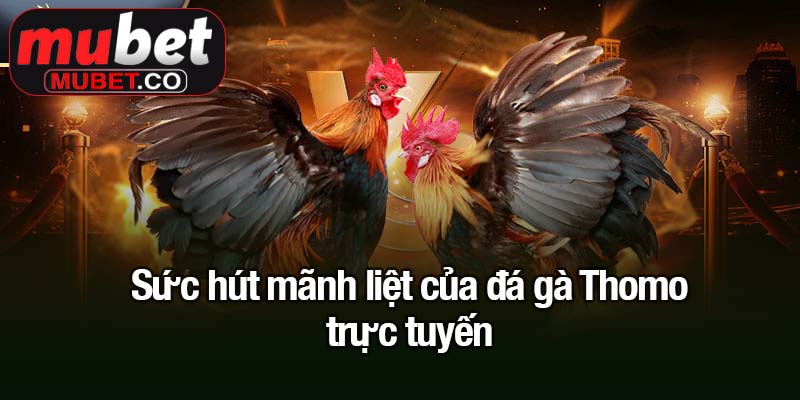 Đá gà Thomo - Đam mê, kịch tính và phần thưởng cực khủng 1 Sức hút mãnh liệt của đá gà Thomo trực tuyến